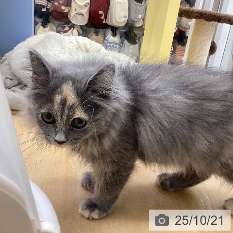 ラガマフィンの写真