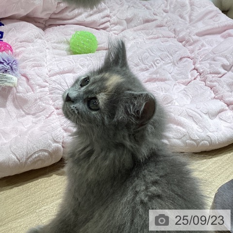 ラガマフィンの写真