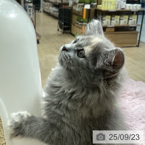 ラガマフィンの写真