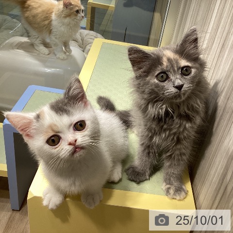 ラガマフィンの写真