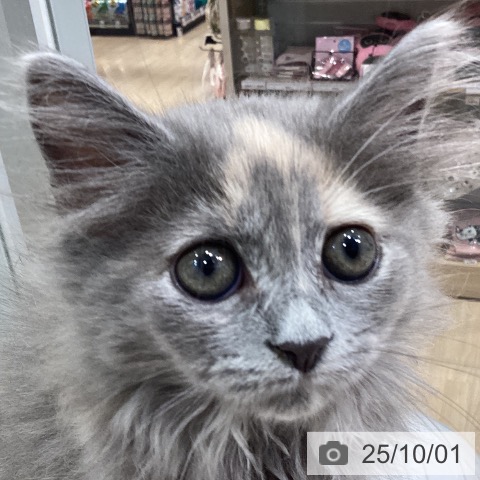 ラガマフィンの写真