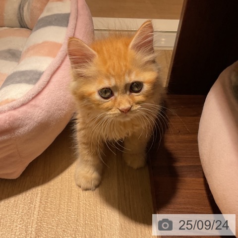 ラガマフィンの写真