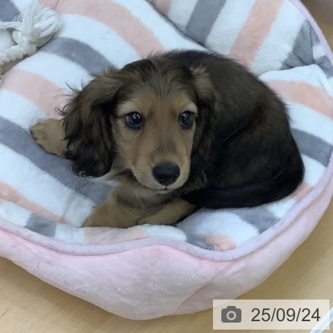 ミニチュア・ダックスフンドの写真