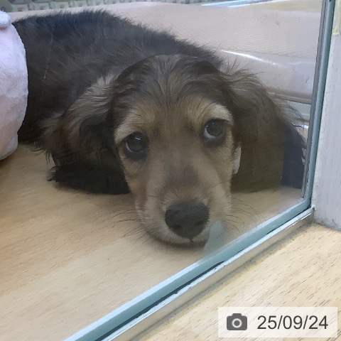 ミニチュア・ダックスフンドの写真