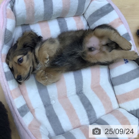 ミニチュア・ダックスフンドの写真