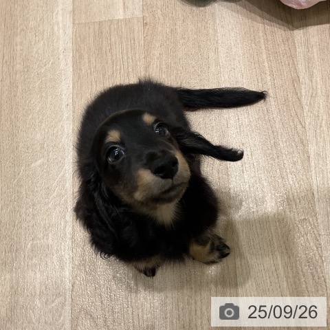 ミニチュア・ダックスフンドの写真