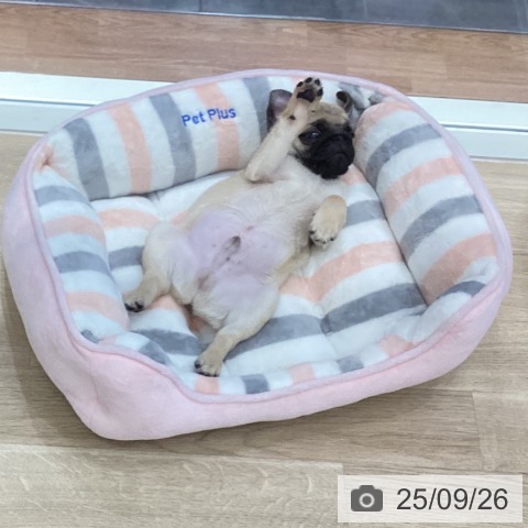 パグの写真