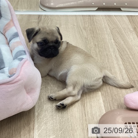 パグの写真