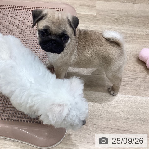 パグの写真