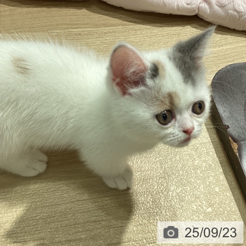 ミヌエットの写真