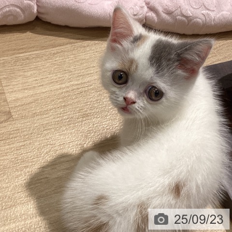 ミヌエットの写真