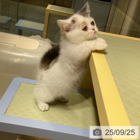 ミヌエットの写真
