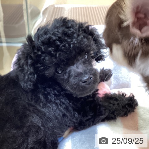 トイ・プードルの写真