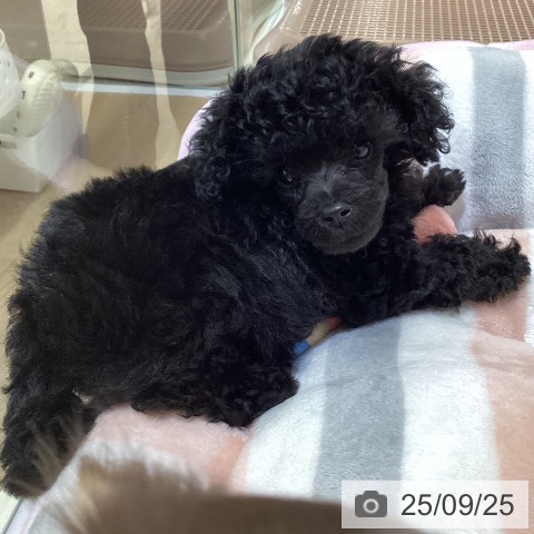 トイ・プードルの写真