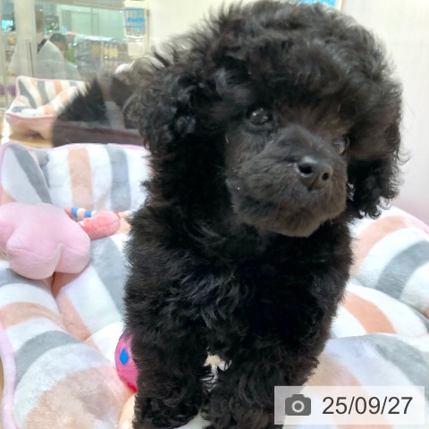 トイ・プードルの写真