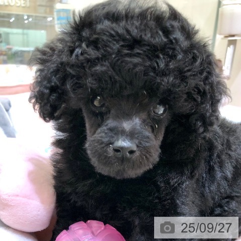 トイ・プードルの写真