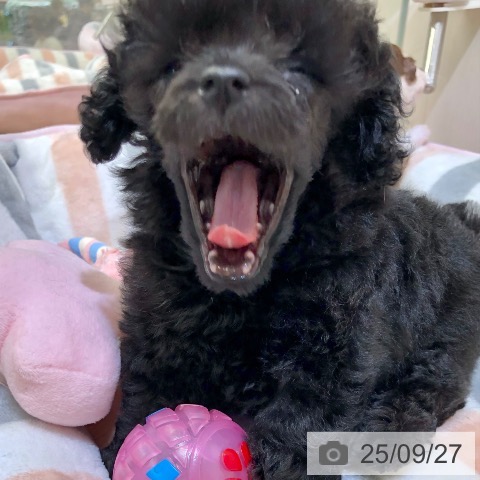 トイ・プードルの写真