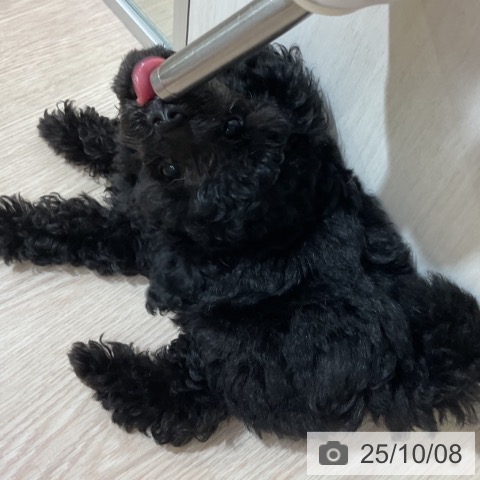 トイ・プードルの写真