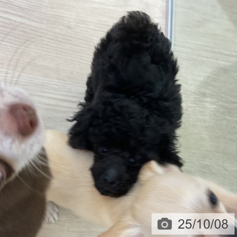 トイ・プードルの写真