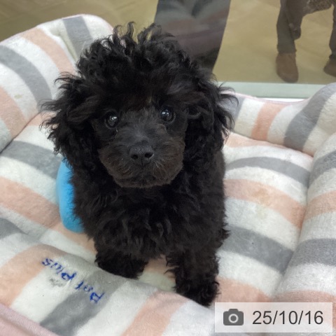 トイ・プードルの写真