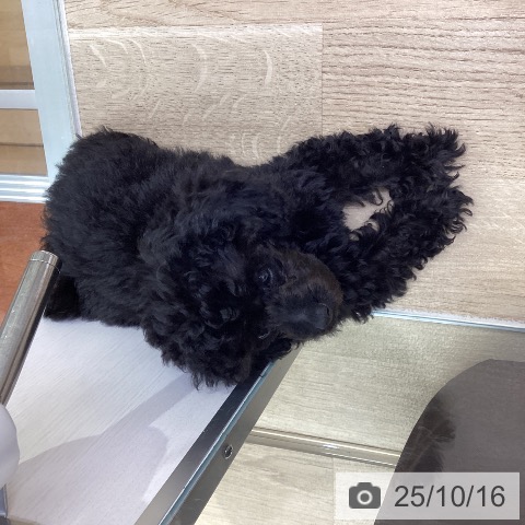 トイ・プードルの写真