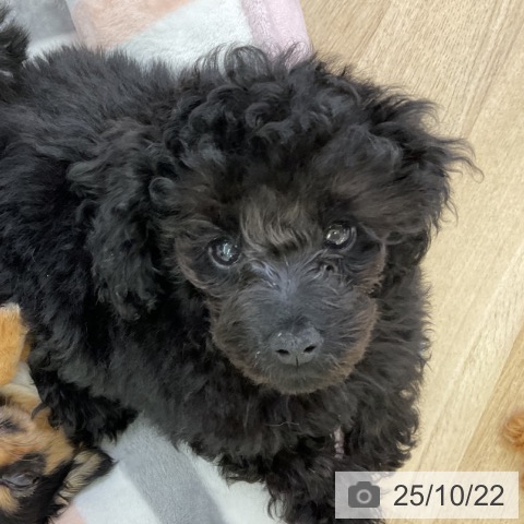 トイ・プードルの写真