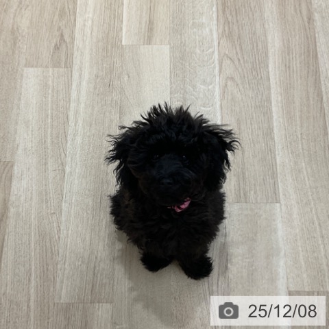 愛知県のトイプードル(トイ) (ペットプラス 上飯田店/2025年7月24日生まれ/女の子/ブラック)の子犬の4枚目の画像