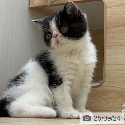 エキゾチックの写真