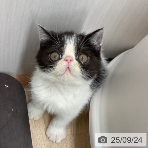 エキゾチックの写真