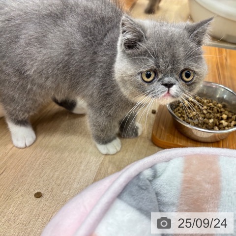 エキゾチックの写真