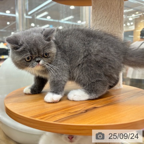 エキゾチックの写真