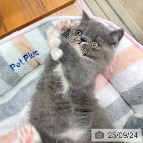 エキゾチックの写真