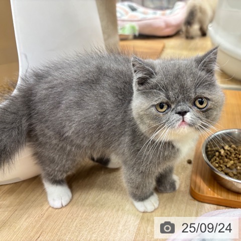 エキゾチックの写真