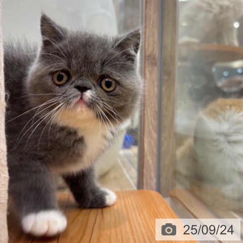 エキゾチックの写真