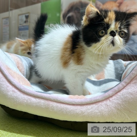 エキゾチックの写真