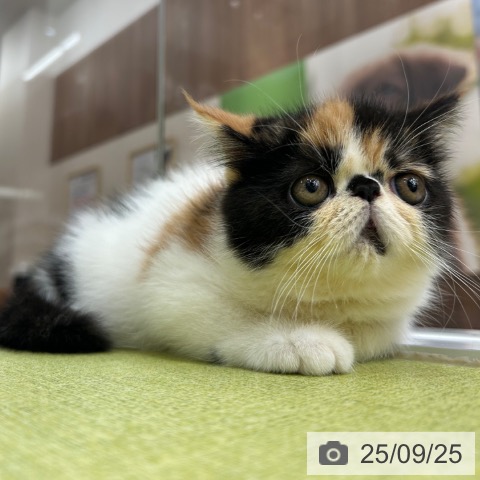 エキゾチックの写真