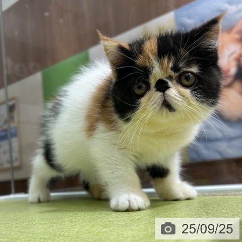 エキゾチックの写真