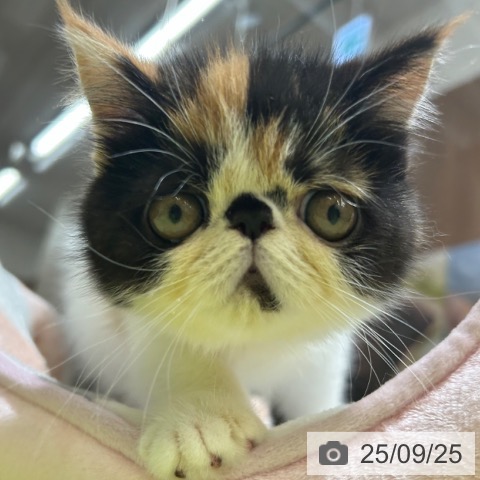 エキゾチックの写真
