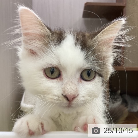 サイベリアンの写真