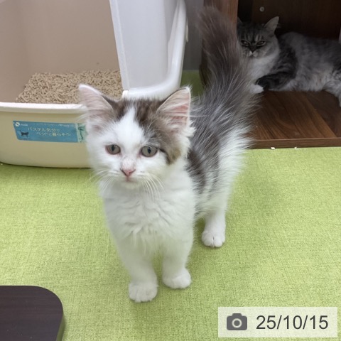 サイベリアンの写真