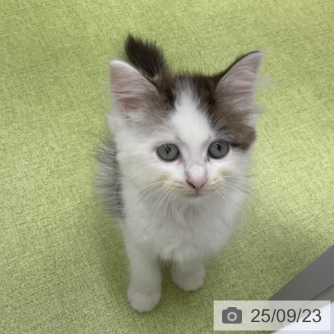 サイベリアンの写真