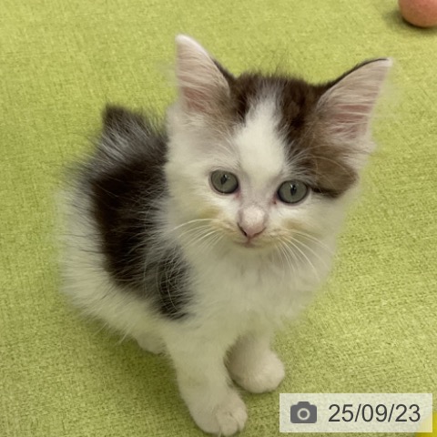 サイベリアンの写真