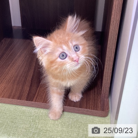 サイベリアンの写真