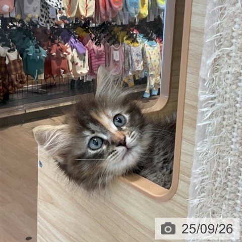 サイベリアンの写真