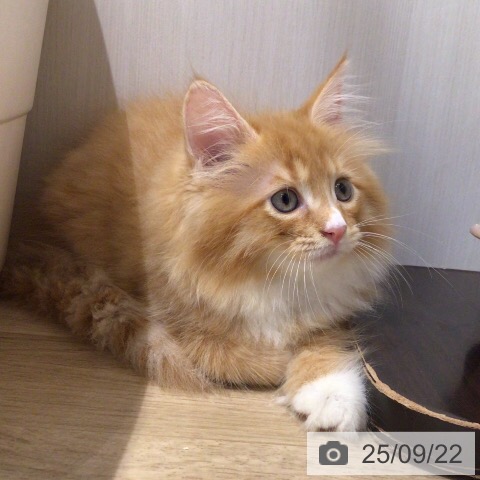 サイベリアンの写真