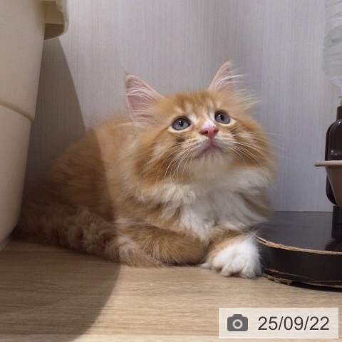 サイベリアンの写真