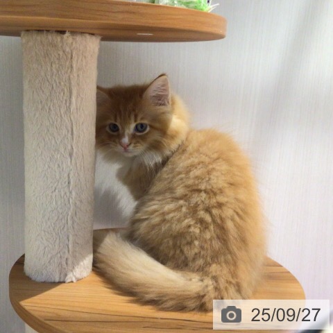 サイベリアンの写真