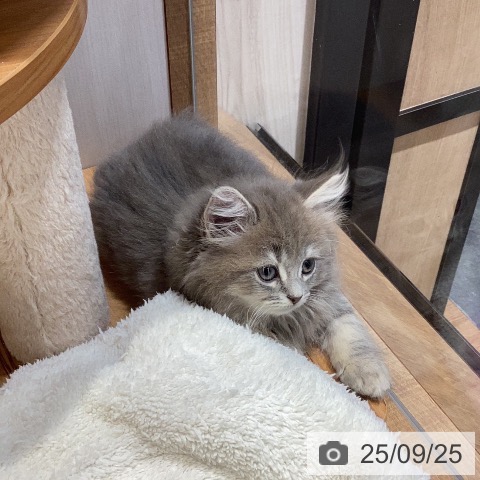 サイベリアンの写真