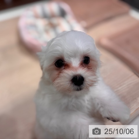 マルチーズの写真