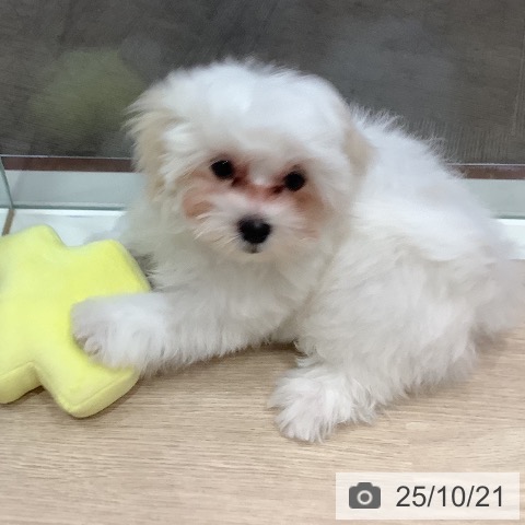 マルチーズの写真